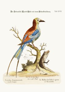 Swallow-tailed Indian Roller, 1749-73